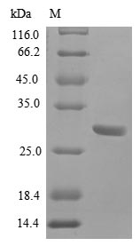 Human BMP2 protein