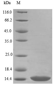 Mouse Bmp3 protein