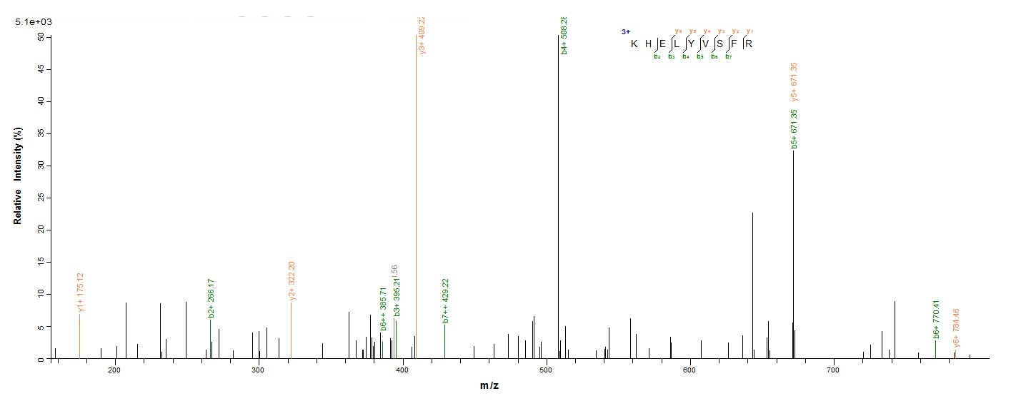 Human BMP7 protein