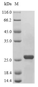 Mouse Bnip3 protein