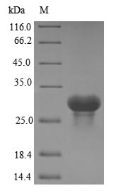 Human C1QA protein