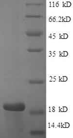 Human Caspase 3 protein