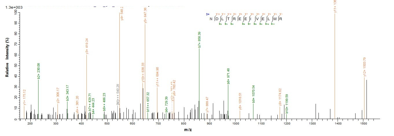 Human Caspase 3 protein