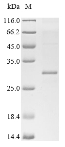 Rat Caveolin 1 protein