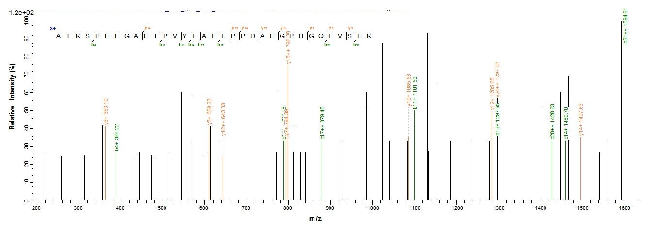 Human CBR1 protein