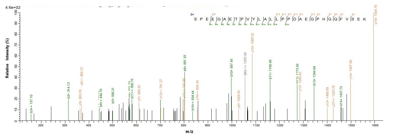 Human CBR1 protein