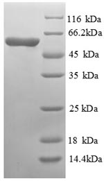 Virus CYS4 protein
