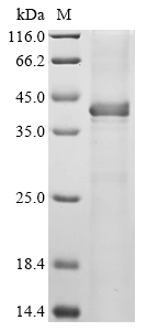 Virus CYS4 protein
