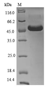 Human CD33 protein