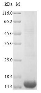 Human CD63 protein