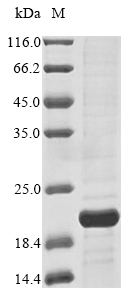 Human CDKN2B protein
