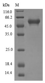 Human CLK2 protein