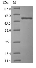 Human CLK2 protein