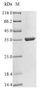Human CP protein