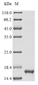 Human CPD protein