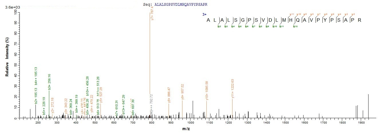 Human CRX protein