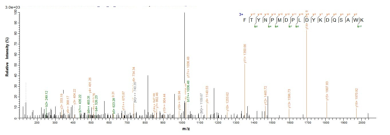 Human CRX protein