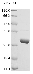 Human CSH1 protein