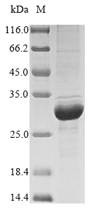 Bovine CSN2 protein