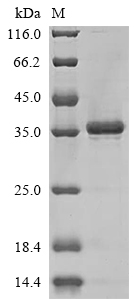 Human CTGF protein