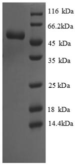 Virus CYS3 protein
