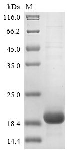 Human CTLA4 protein