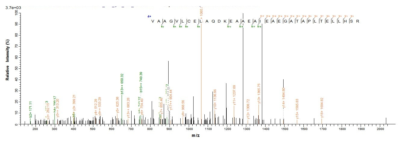 Human CTNNB1 protein