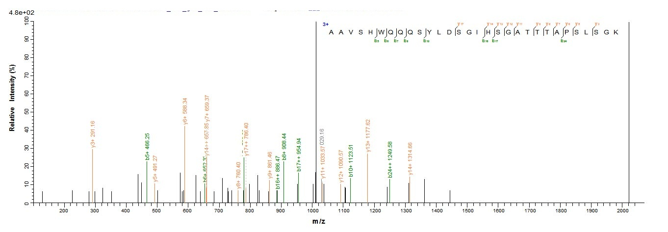 Human CTNNB1 protein
