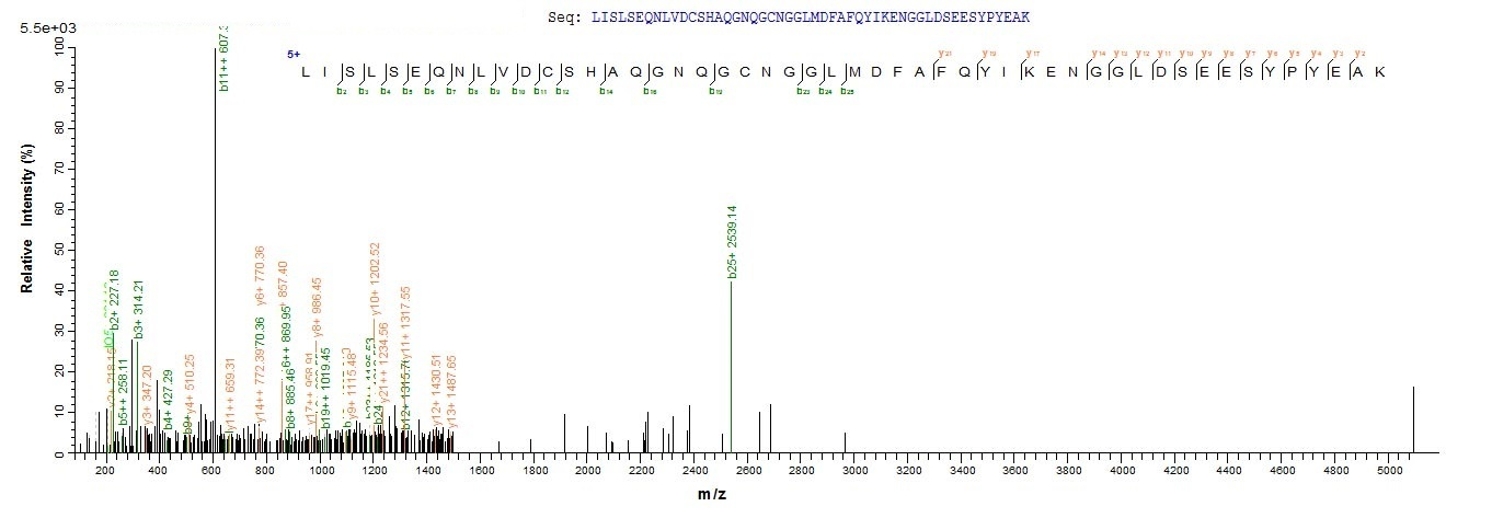 Mouse Ctsl protein