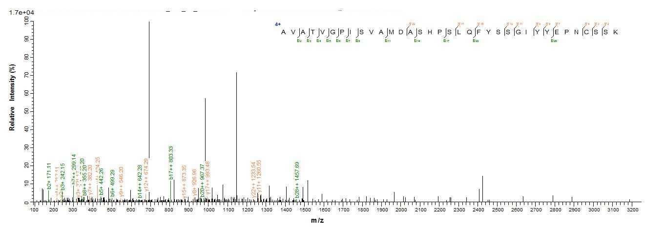 Mouse Ctsl protein