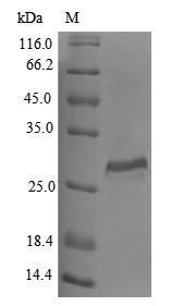 Human CTSO protein