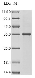 Mouse Ctsw protein