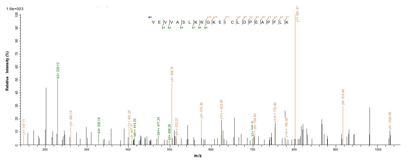 Human CXCL5 protein
