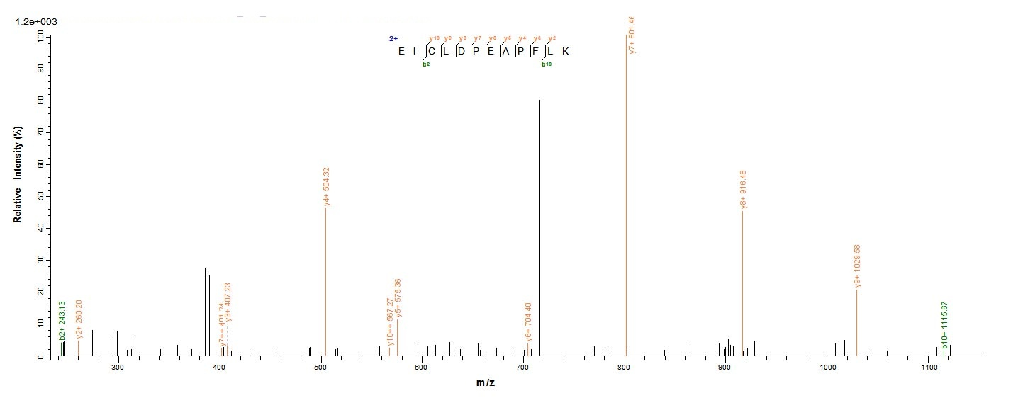 Human CXCL5 protein