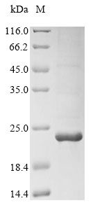 Mouse Cxcr3 protein