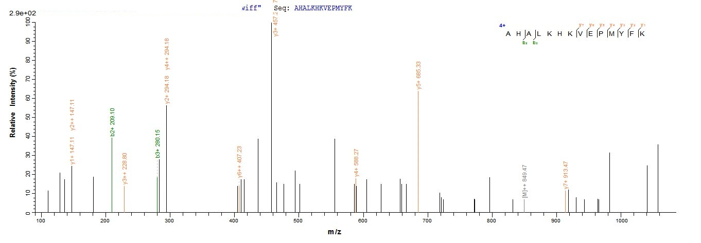 Rat Cygb protein