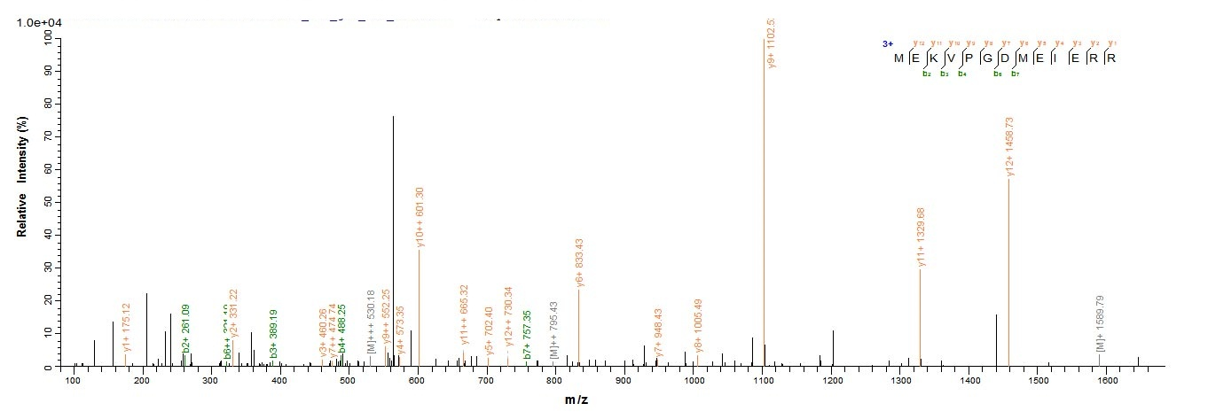 Rat Cygb protein