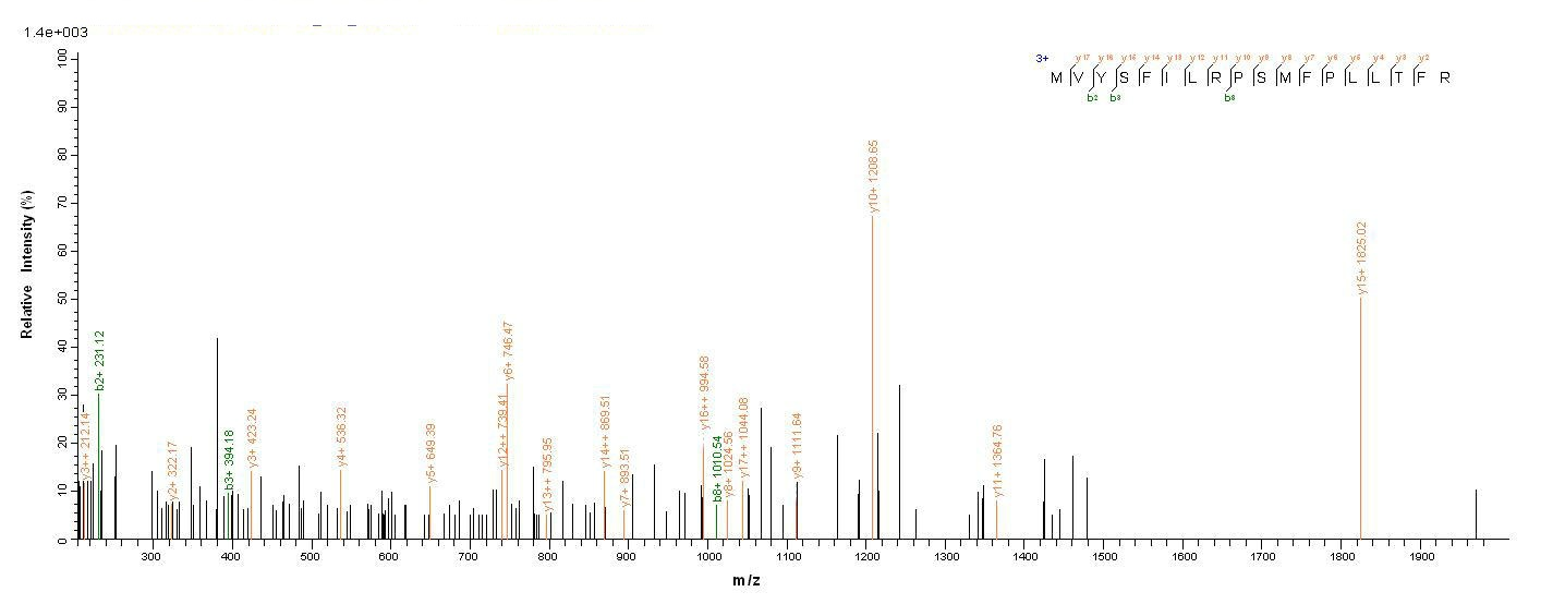 Human CYP11B1 protein