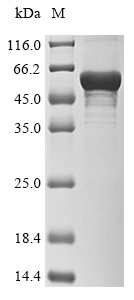 Human CYP2A6 protein