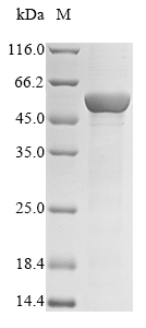 Human CYP2C19 protein