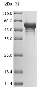 Human CYP2C8 protein