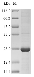 Human CYP2C9 protein