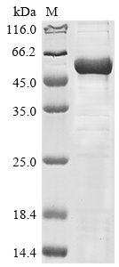 Virus cyp51 protein