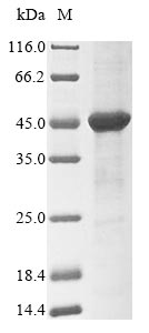 Rat Dao protein