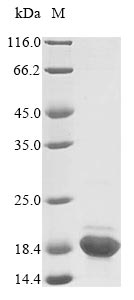Rat Dbi protein