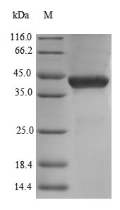 Human DCN protein