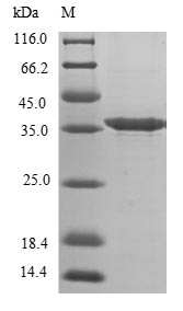 Mouse Dcn protein