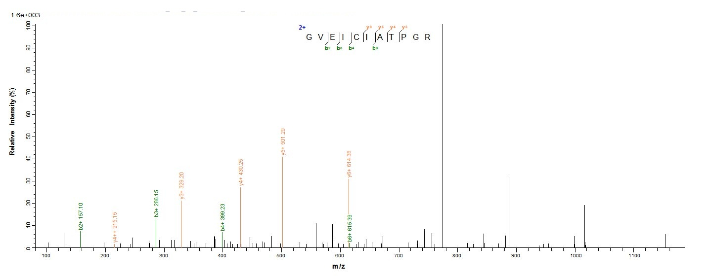 Human DDX5 protein
