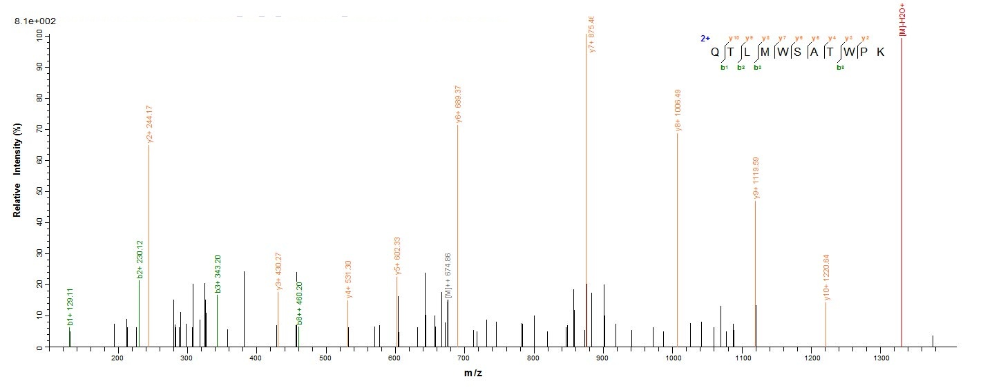 Human DDX5 protein
