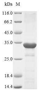 Mouse Defa1 protein
